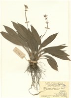 藏品(花葶薹草)的圖片